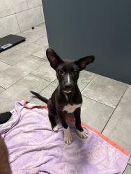 Found/Stray Female Dog last seen Babcock and Roanoke Run near Med Center, San Antonio, TX 78240