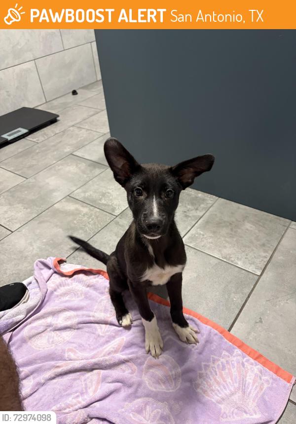 Found/Stray Female Dog last seen Babcock and Roanoke Run near Med Center, San Antonio, TX 78240