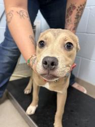 Shelter Stray Female Dog last seen Mountain Road, PASADENA, MD, Millersville, MD 21054