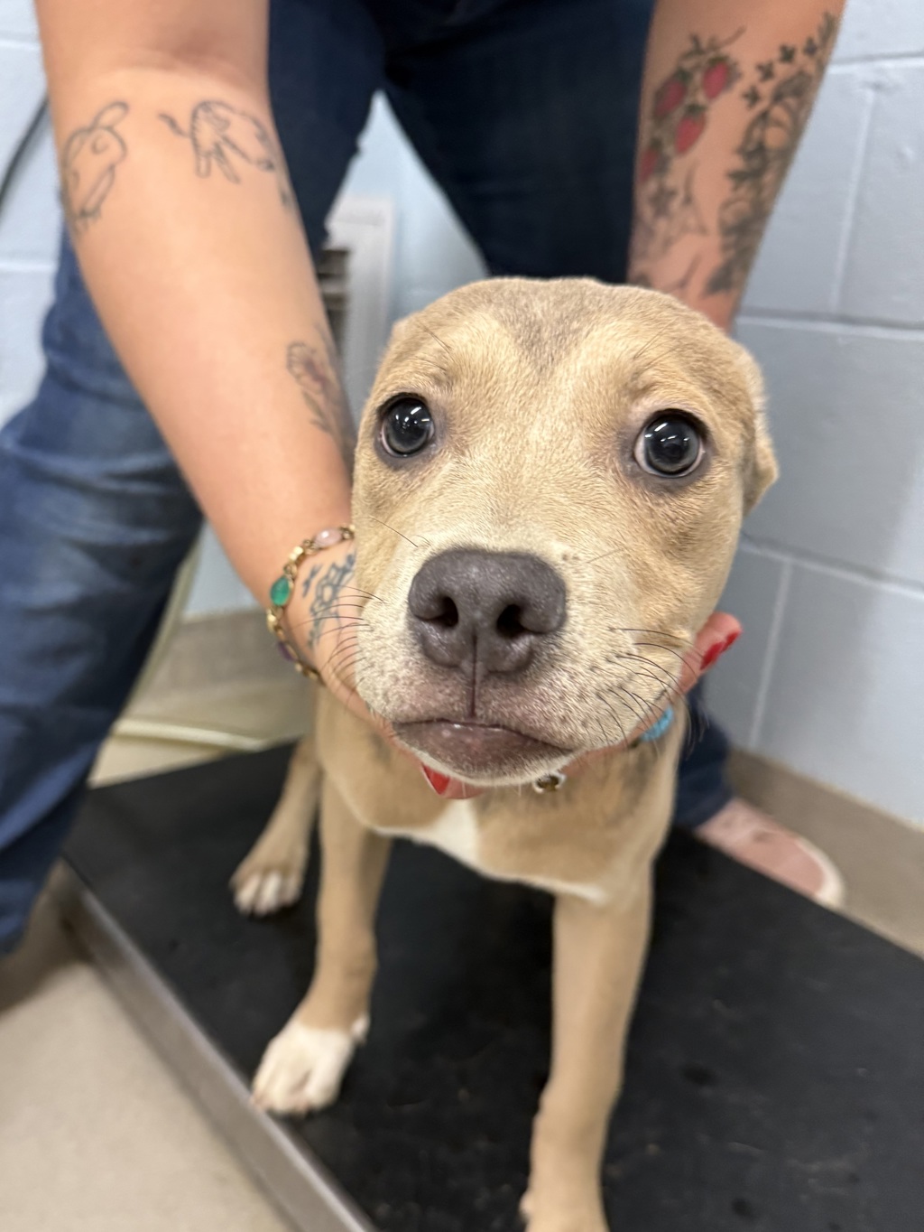 Shelter Stray Female Dog last seen Mountain Road, PASADENA, MD, Millersville, MD 21054