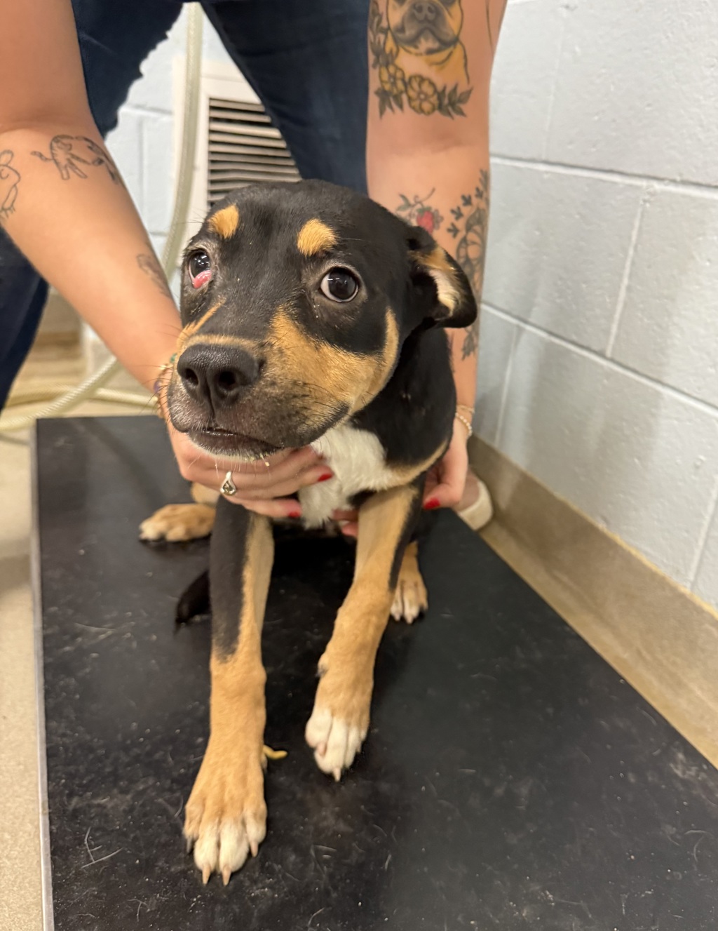 Shelter Stray Female Dog last seen Mountain Road, PASADENA, MD, Millersville, MD 21054