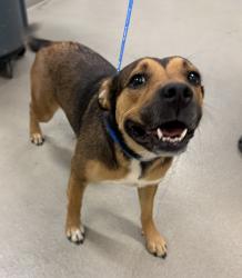 Shelter Stray Female Dog last seen Mountain Road, PASADENA, MD, Millersville, MD 21054