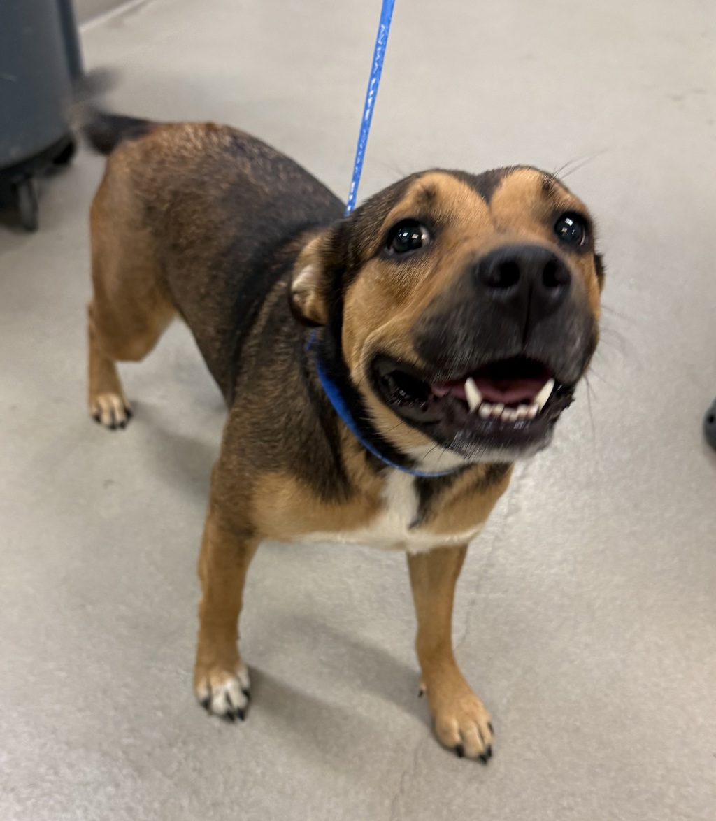 Shelter Stray Female Dog last seen Mountain Road, PASADENA, MD, Millersville, MD 21054