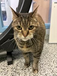 Shelter Stray Female Cat last seen Near S Hackberry Lane, Magna Township, UT, 84044, 511 W 3900 S, Salt Lake City, UT 84123, USA