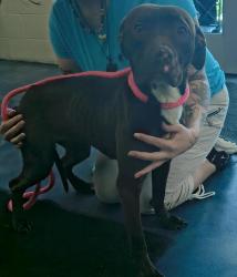 Shelter Stray Female Dog last seen Johnson, PONTIAC, MI, 48341, 1200 N Telegraph Building 42E, Pontiac, MI 48340, USA