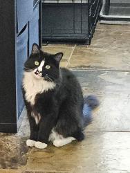 Reunited Male Cat last seen Greenway and patty ann, Henderson, NV 89002