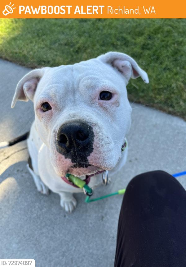 Found/Stray Female Dog last seen Spengler and Davison, Richland, WA 99354