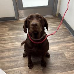 Shelter Stray Female Dog last seen Near Klauber Avenue, San Diego, CA, 92114, 5500 Gaines St, San Diego, CA 92110, USA