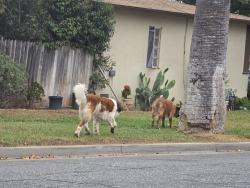 Found/Stray Unknown Dog last seen Sedgwick + 14th, Riverside , Riverside, CA 92507