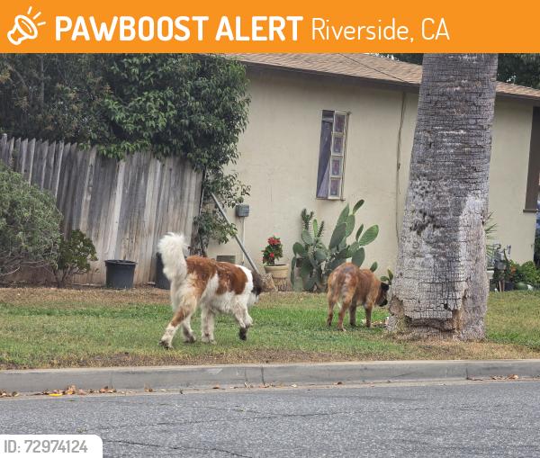 Found/Stray Unknown Dog last seen Sedgwick + 14th, Riverside , Riverside, CA 92507