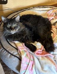 Lost Male Cat last seen Graham Point Trail, Royse City, TX 75189