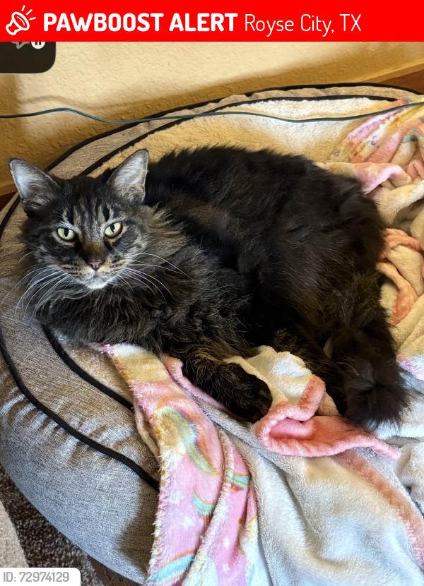 Lost Male Cat last seen Graham Point Trail, Royse City, TX 75189