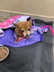 Reunited Male Dog last seen Neighborhood pool , Houston, TX 77084