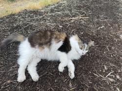 Found/Stray Unknown Cat last seen NE 25th Ave & Sumner, Portland, OR 97211