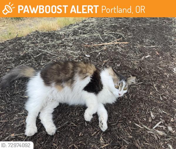Found/Stray Unknown Cat last seen NE 25th Ave & Sumner, Portland, OR 97211