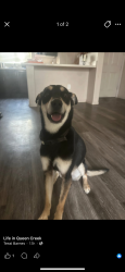 Reunited Male Dog last seen Ellsworth Loop rd & Ocotillo rd, Queen Creek, AZ 85142