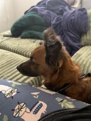 Reunited Male Dog last seen Old main st and polk, New Port Richey, FL 34653
