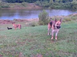 Found/Stray Female Dog last seen Near Centerfire, Waco, TX 76705