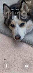 Reunited Female Dog last seen W Silverado Ranch Blvd & S Las Vegas Blvd across street from South Point Casino, Las Vegas, NV 89183