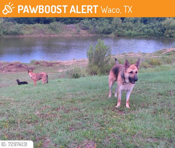 Found/Stray Female Dog last seen Near Centerfire, Waco, TX 76705