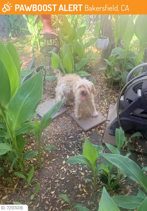 Found/Stray Male Dog last seen North Beardsley off McKinley, Bakersfield, CA 93308