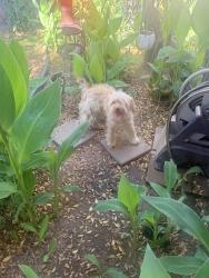 Found/Stray Male Dog last seen North Beardsley off McKinley, Bakersfield, CA 93308