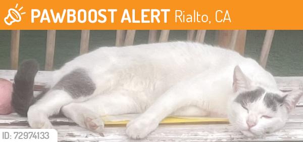 Found/Stray Female Cat last seen Dunn elementary Rialto ca , Rialto, CA 92376