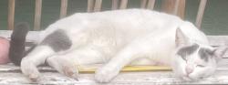 Found/Stray Female Cat last seen Dunn elementary Rialto ca , Rialto, CA 92376