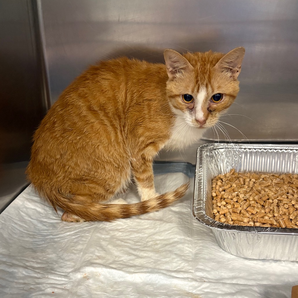 Shelter Stray Unknown Cat last seen , Greensboro, NC 27409