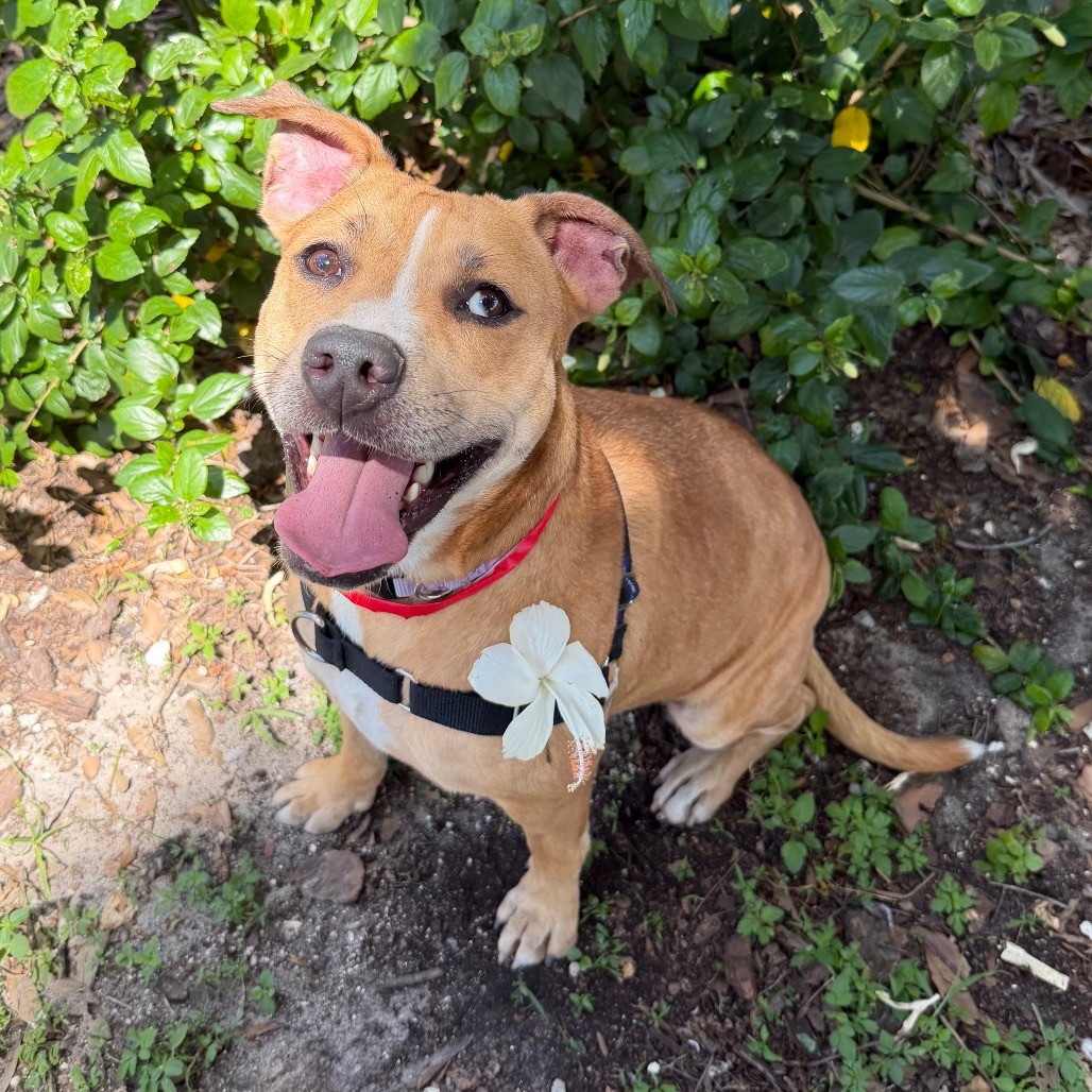Shelter Stray Female Dog last seen , 3607 N Armenia Ave, Tampa, FL 33607, USA