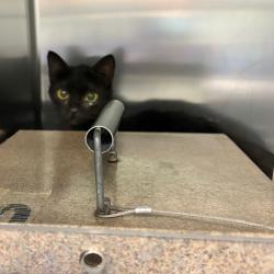 Shelter Stray Unknown Cat last seen , Greensboro, NC 27409