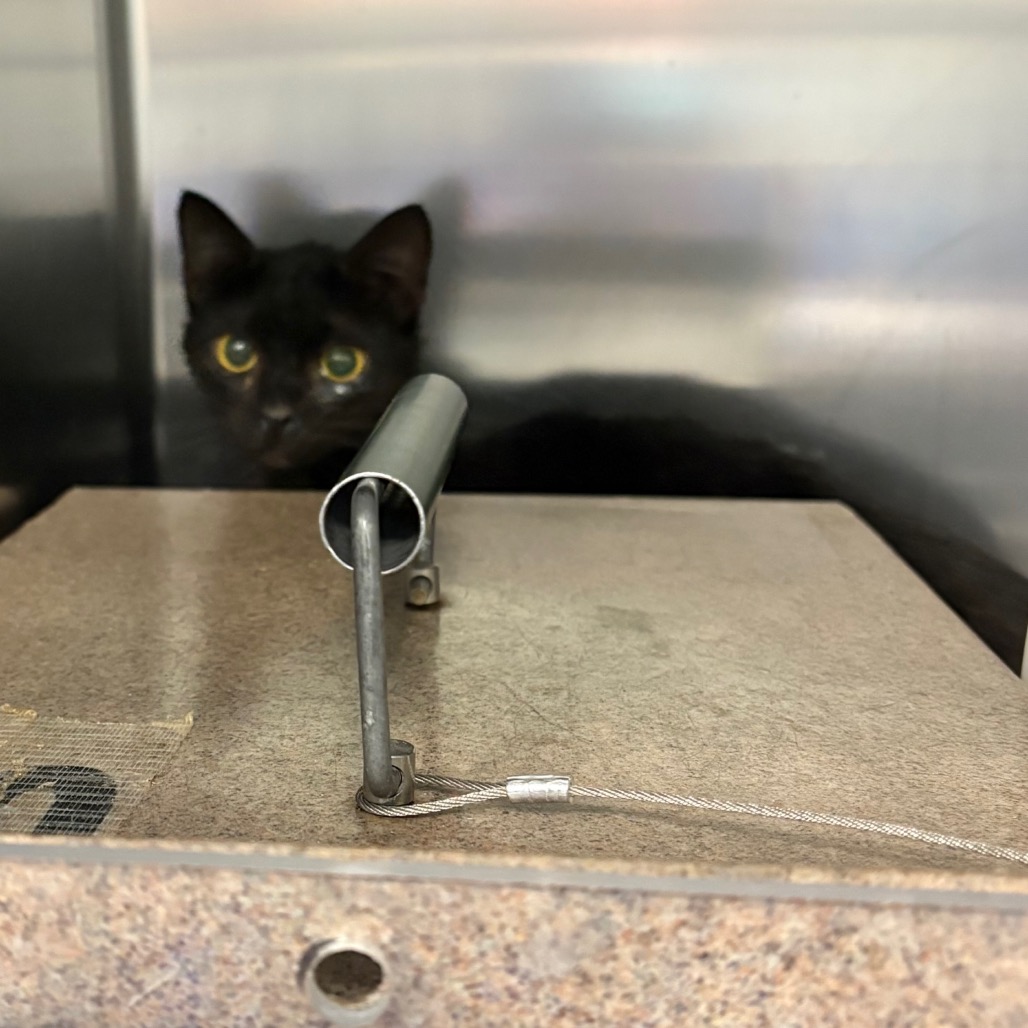 Shelter Stray Unknown Cat last seen , Greensboro, NC 27409