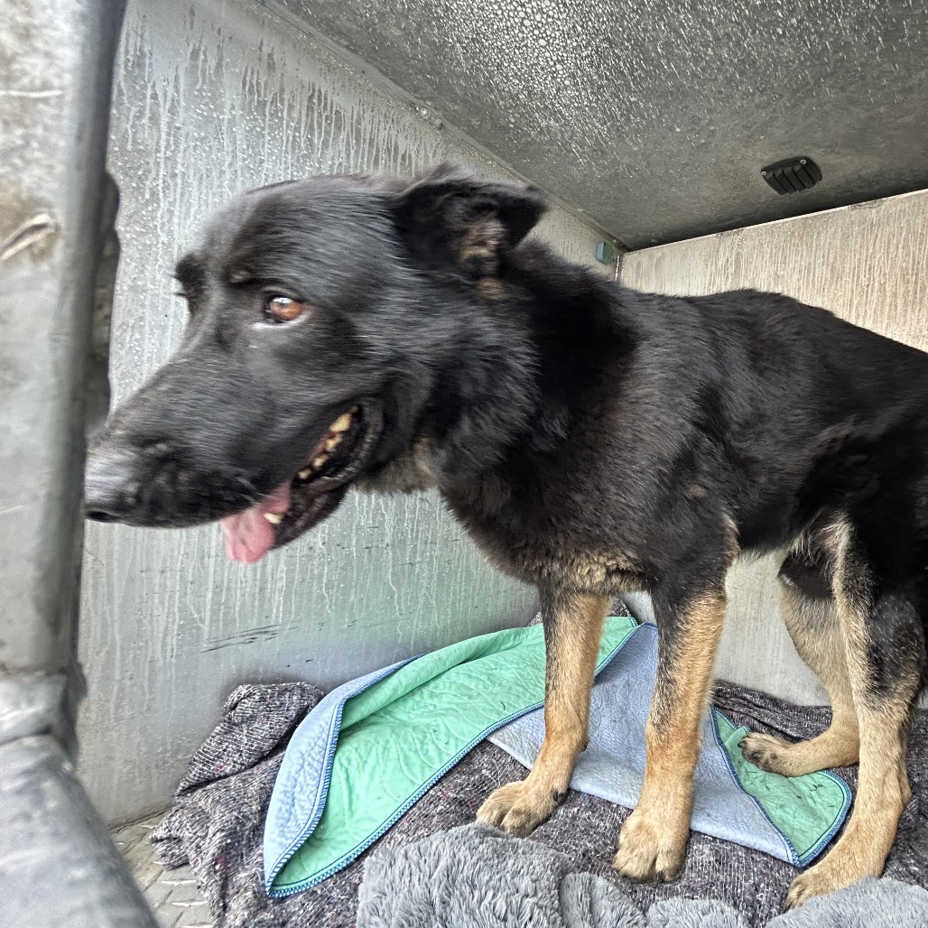 Shelter Stray Male Dog last seen , Greensboro, NC 27409