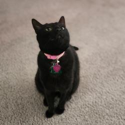 Shelter Stray Female Cat last seen , Animal Care & Control Team of Philly, 111 W Hunting Park Ave, Philadelphia, PA 19140, USA