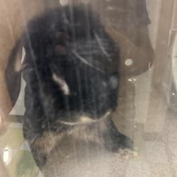 Shelter Stray Unknown Rabbit last seen , Philadelphia, PA 19140