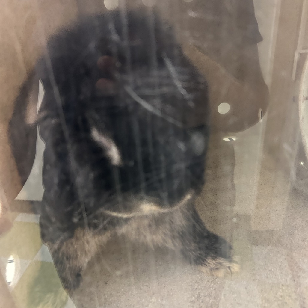 Shelter Stray Unknown Rabbit last seen , Philadelphia, PA 19140