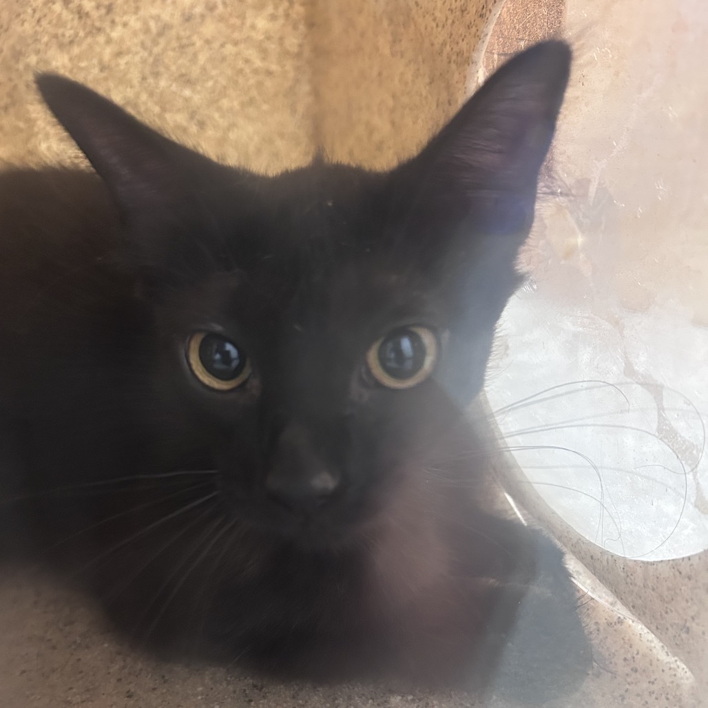 Shelter Stray Female Cat last seen , Philadelphia, PA 19140