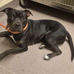 Shelter Stray Female Dog last seen , Norman, OK 73072