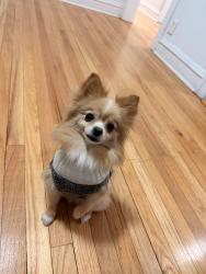 Lost Female Dog last seen Near northcote Ave east Chicago, East Chicago, IN 46312