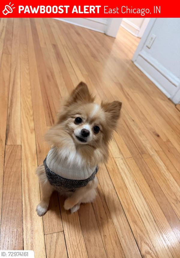 Lost Female Dog last seen Near northcote Ave east Chicago, East Chicago, IN 46312