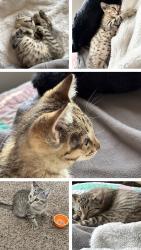 Found/Stray Male Cat last seen NEA Baptist hosp , Jonesboro, AR 72405