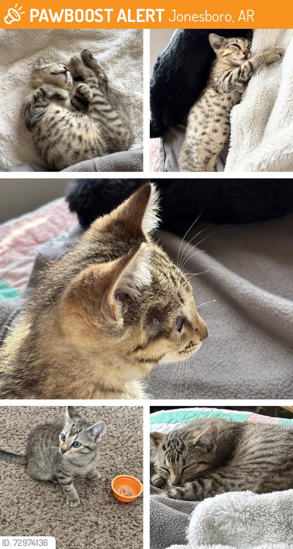 Found/Stray Male Cat last seen NEA Baptist hosp , Jonesboro, AR 72405