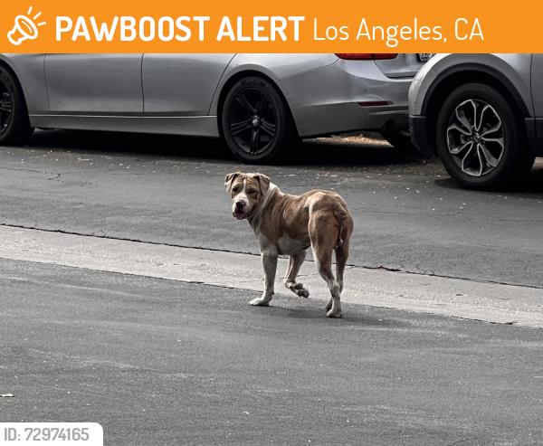 Found/Stray Unknown Dog last seen Lanark St and Lorne St. , Los Angeles, CA 91402