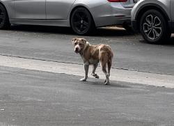 Found/Stray Unknown Dog last seen Lanark St and Lorne St. , Los Angeles, CA 91402