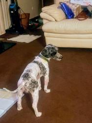 Lost Male Dog last seen Monterey village , University Park, IL 60484
