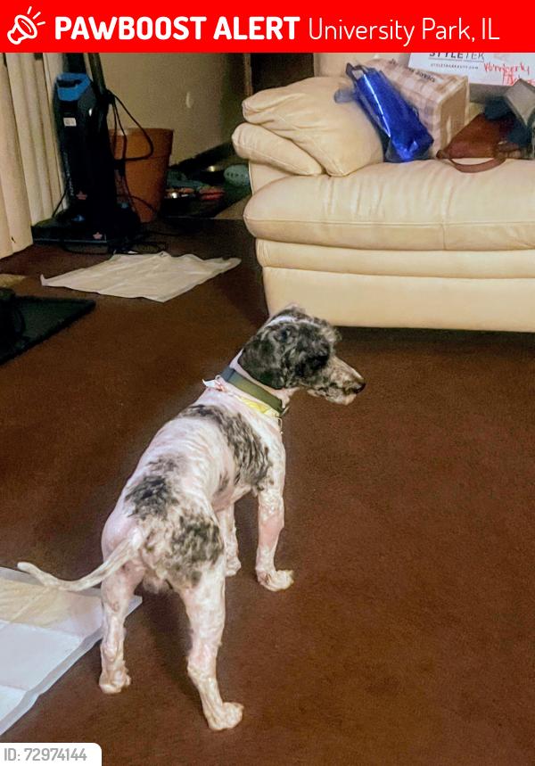Lost Male Dog last seen Monterey village , University Park, IL 60484