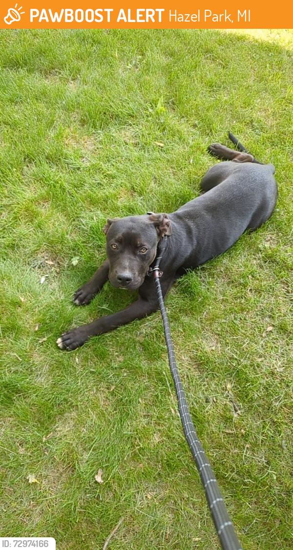 Found/Stray Unknown Dog last seen Hazel Park, MI, Hazel Park, MI 48030