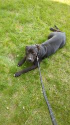 Found/Stray Unknown Dog last seen Hazel Park, MI, Hazel Park, MI 48030