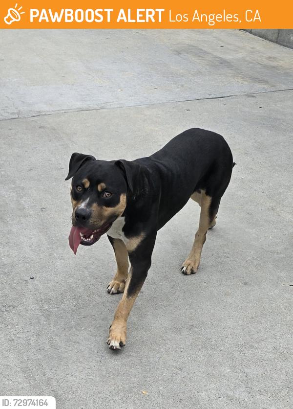 Found/Stray Male Dog last seen Jacaranda Park, Century and Avalon area, Los Angeles, CA 90002