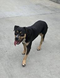 Found/Stray Male Dog last seen Jacaranda Park, Century and Avalon area, Los Angeles, CA 90002